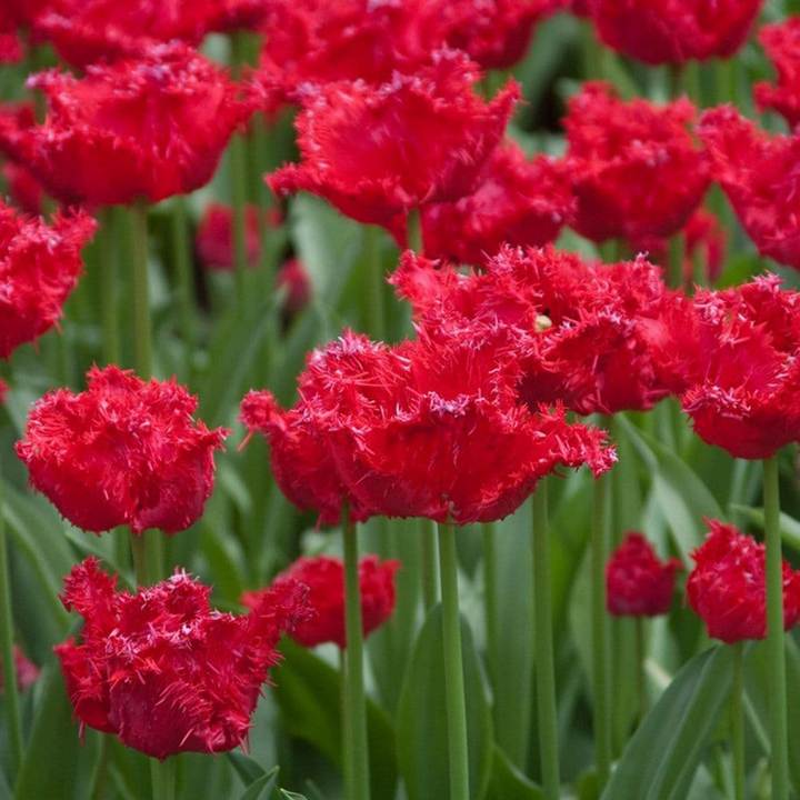 Тюльпан бахромчатый Барбадос, 11/12, 1 шт.