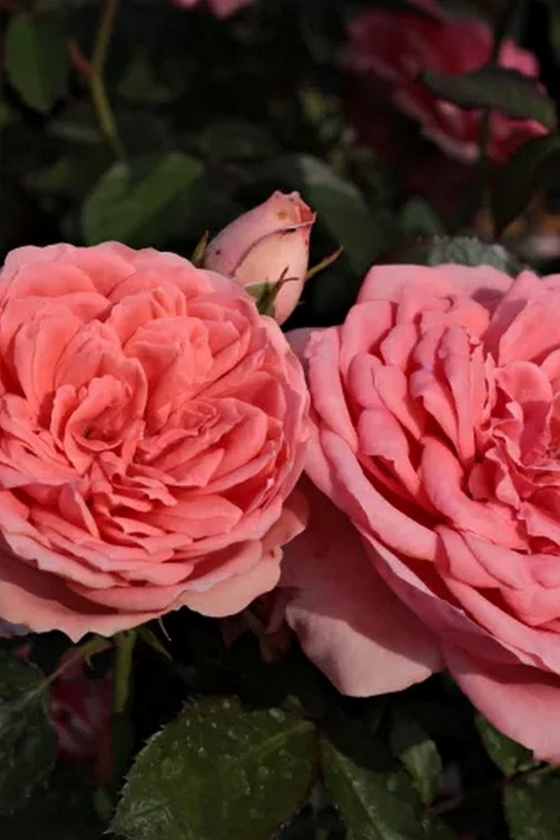 Роза флорибунда Кимоно