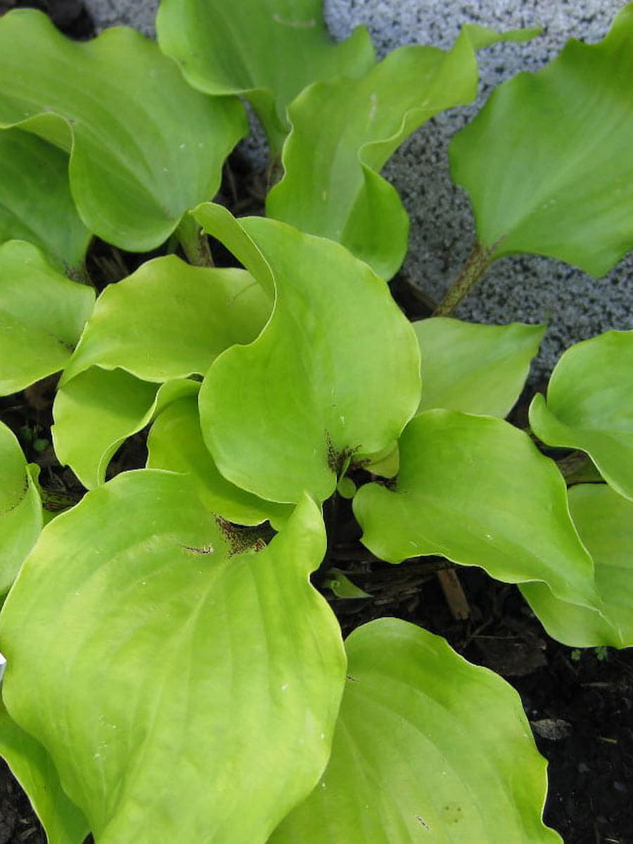 Хоста Крэнберри Вайн, 1 шт.