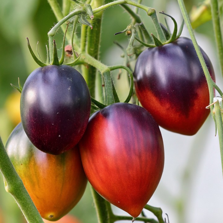 Уход за томатами в сентябре: как сохранить урожай до холодов