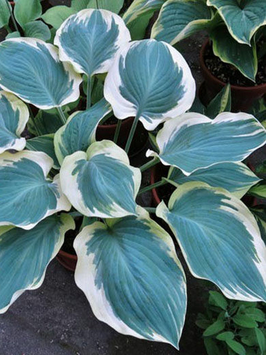 Хоста Орионс Бел, 1 шт.
