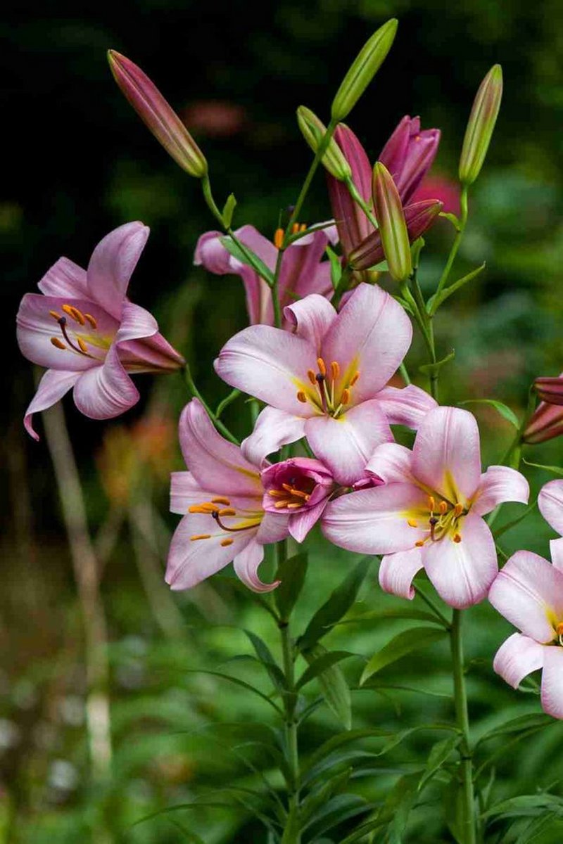 Лилия трубчатая Пинк Планет, 12/14, 1 шт.