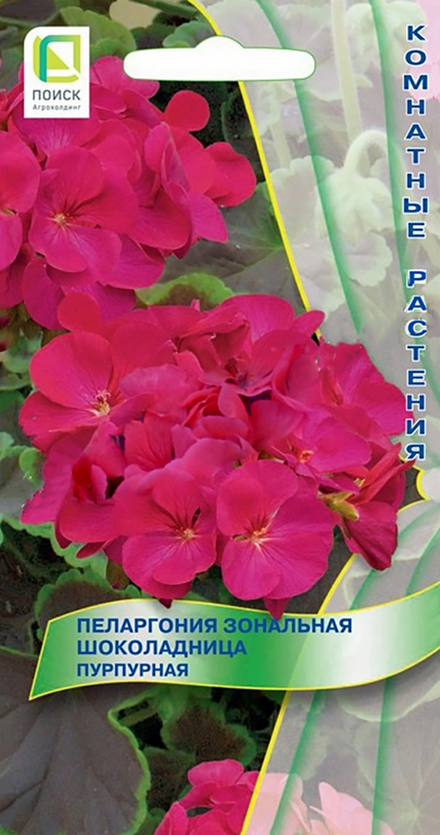 Пеларгония зональная Шоколадница Пурпурная, 5 шт. Комнатные растения