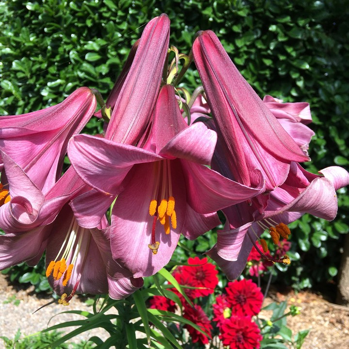 Лилия трубчатая Пинк Перфекшн, 12/14, 1 шт.