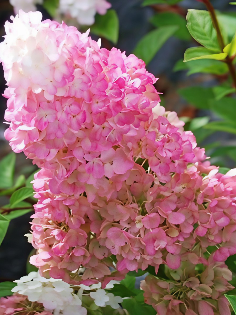 Гортензия метельчатая Ваниль Фрайз