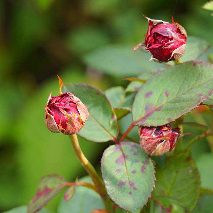 Как защитить розы от болезней в сезон дождей: пошаговое руководство