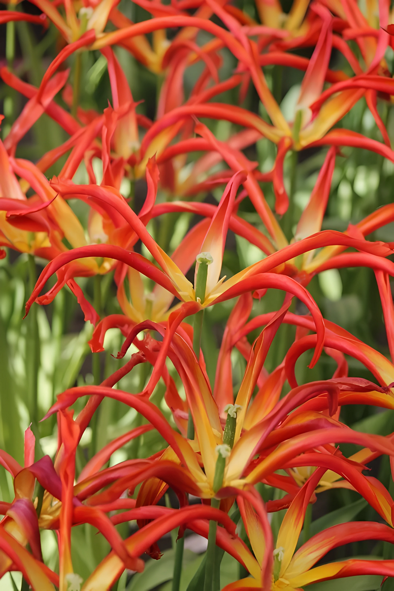 Тюльпан лилиецветный Гоугоу Рэд, 11/12, 1 шт.