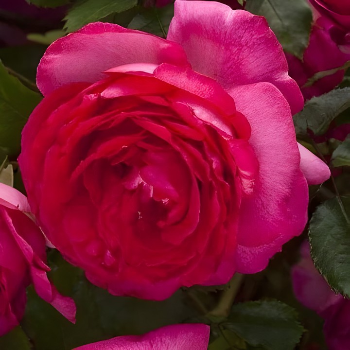 Роза плетистая Цикламен Пьер де Ронсар/ЦКорЛюкс