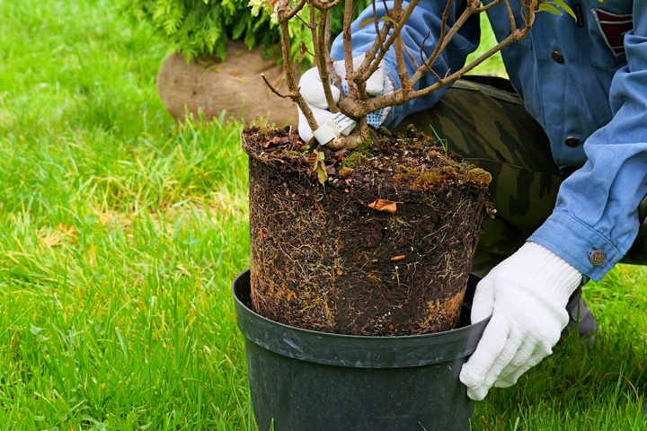 Как правильно посадить и обрезать гортензию осенью