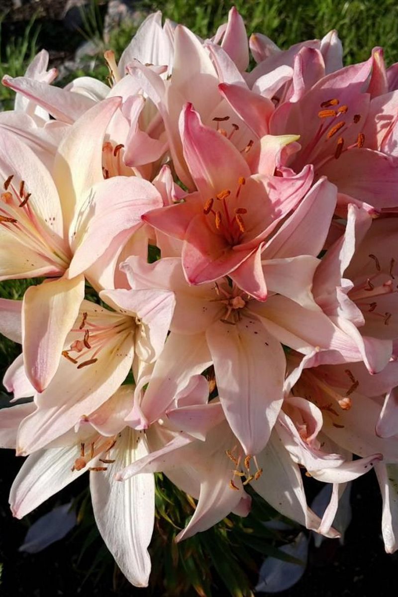 Лилия азиатская Марлен 16/18, для выгонки, 1 шт.