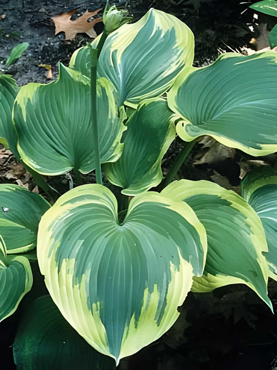 Хоста Эрф Энджел, 1 шт.