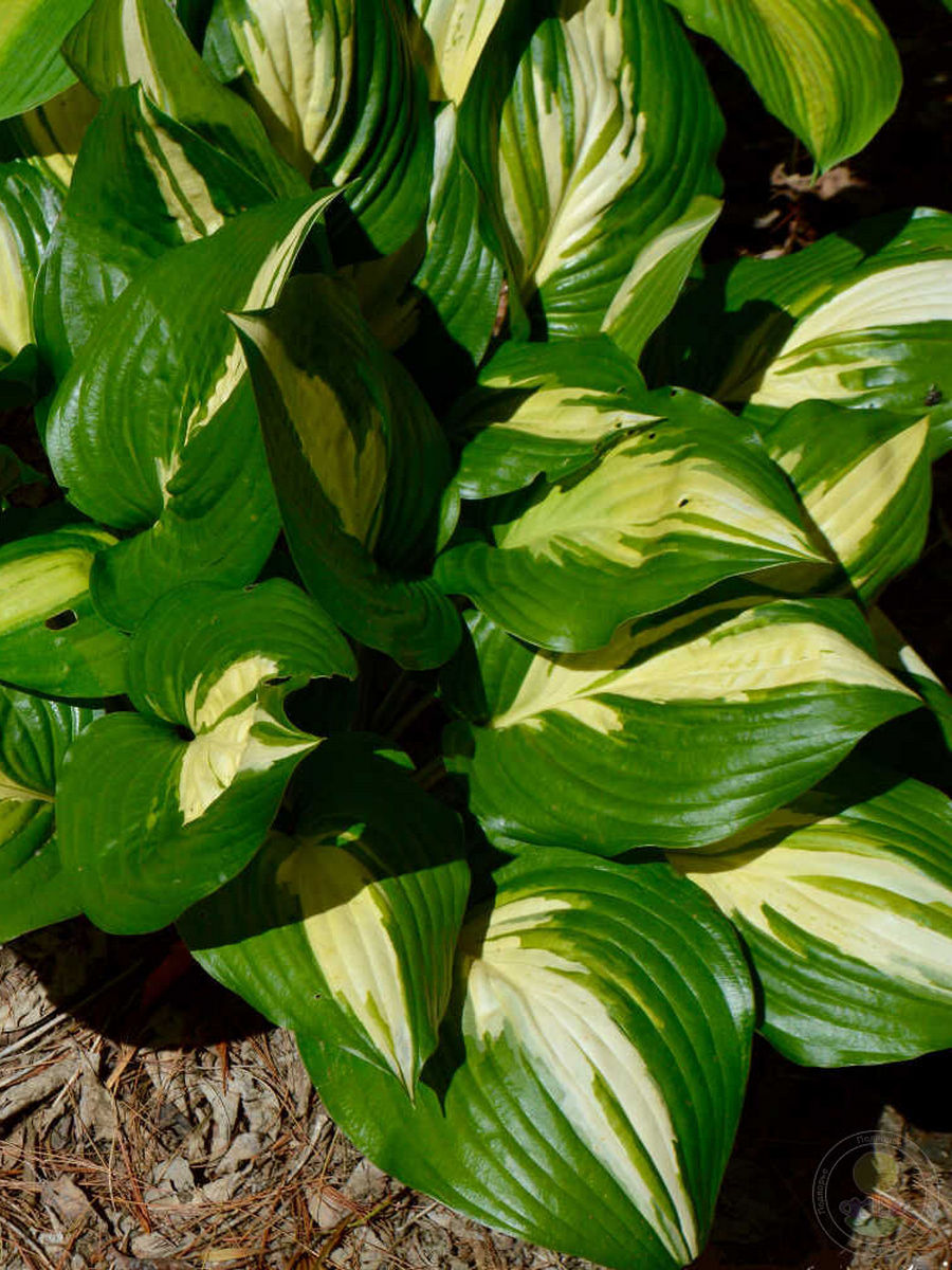 Хоста Американ Свитхерт, 1 шт.