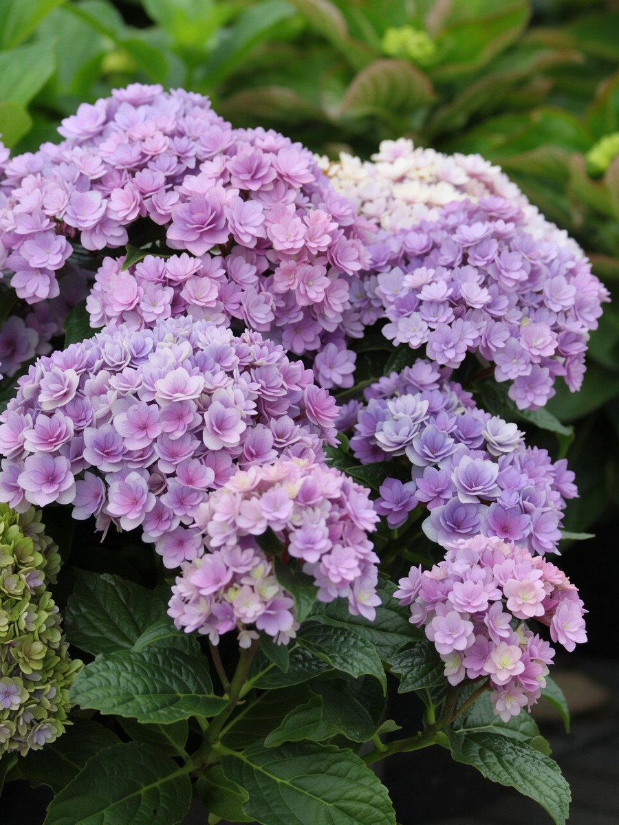 Гортензия крупнолистная Ю энд Ми Тугезе