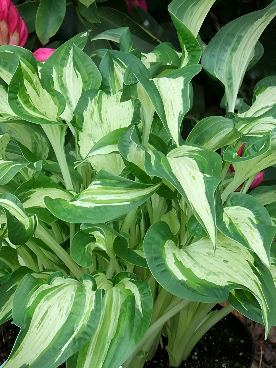 Хоста Аллеган Фог, 1 шт.