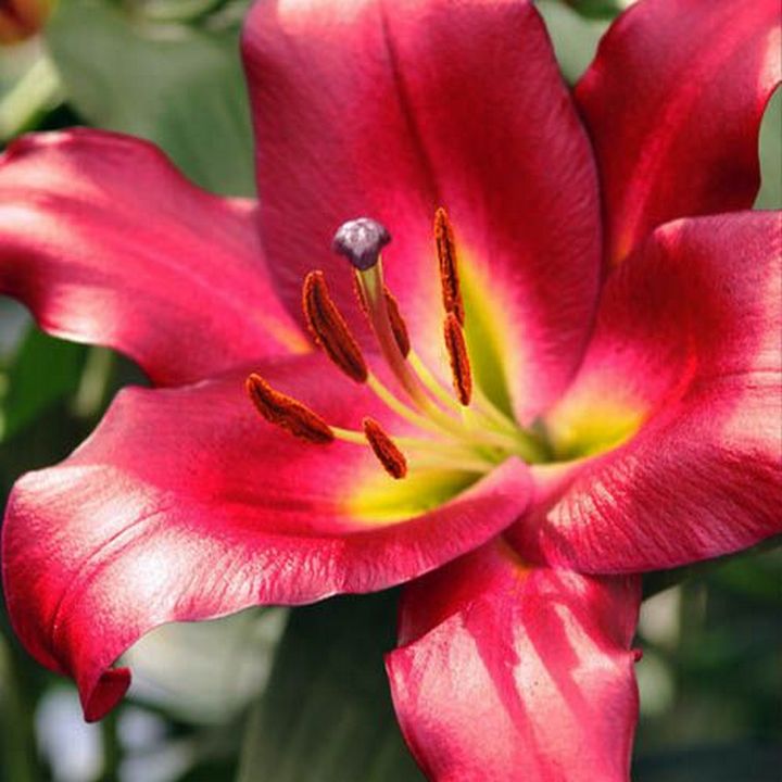 Лилия ОТ-гибрид Боррелло, 16/18, 1 шт.