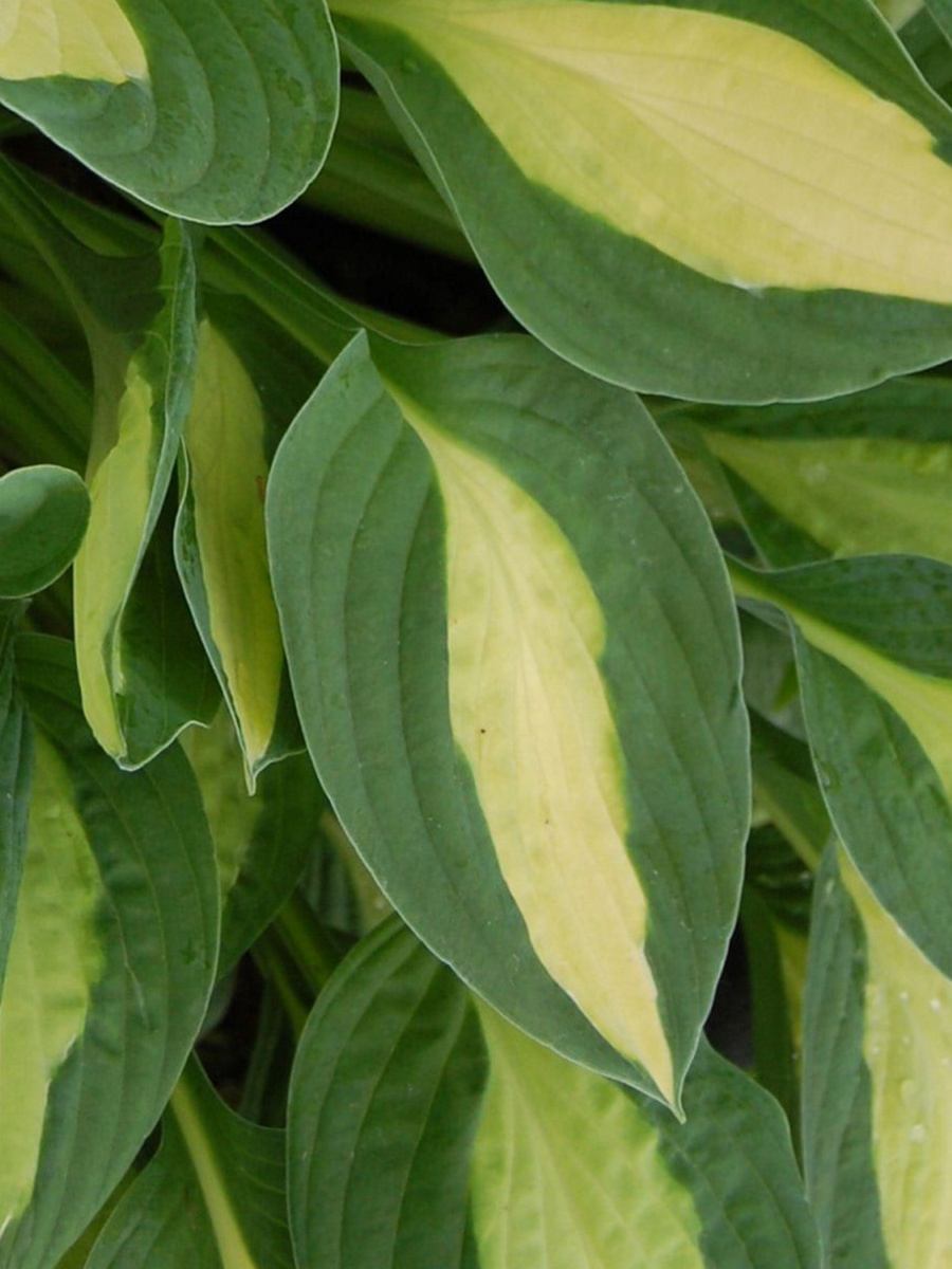 Хоста Джипси Роуз, 1 шт.