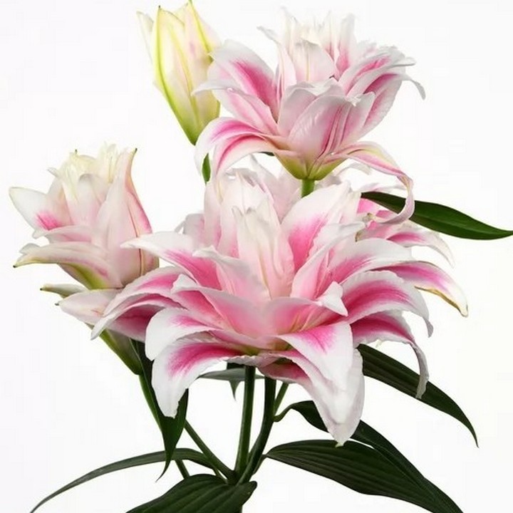 Лилия восточная махровая Романо, 12/14, 1 шт.