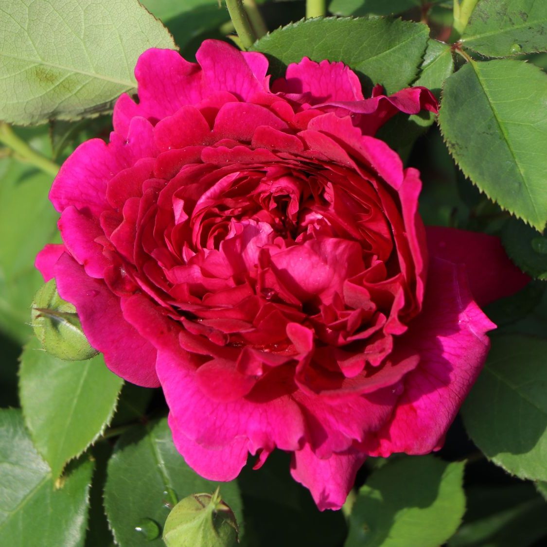 Роза английская Вильям Шекспир, 1 шт.