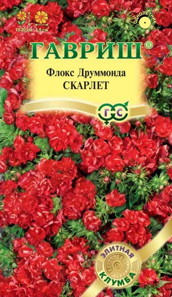 Флокс Друммонда Скарлет, 8шт. Элитная клумба.