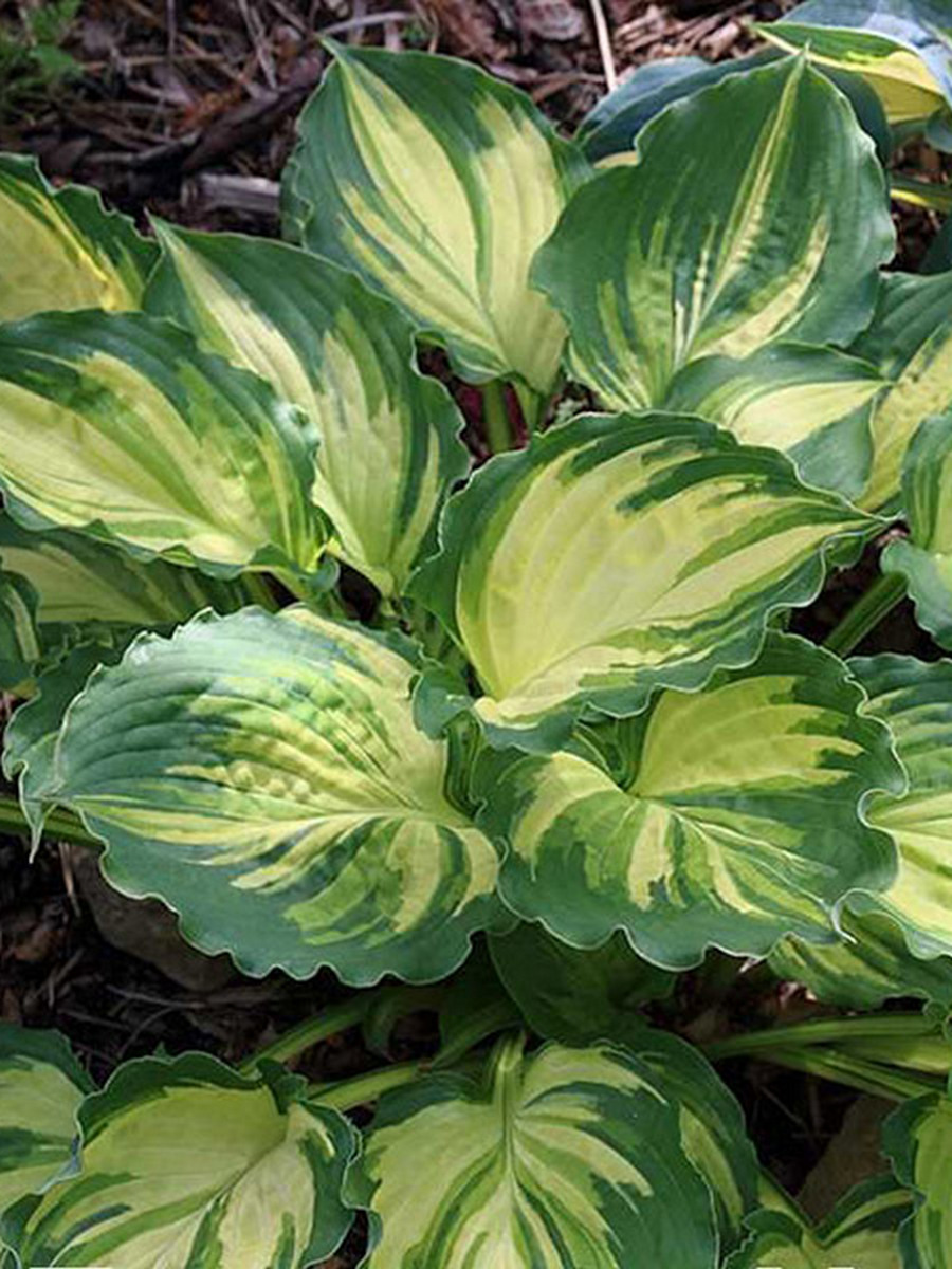 Хоста Лейксайд Пейсли Принт, 1 шт.