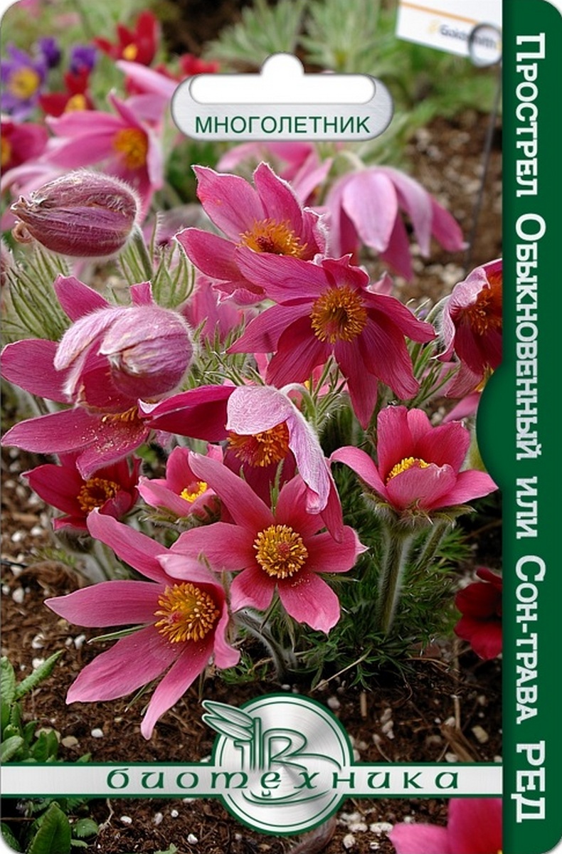 Прострел обыкновенный или сон-трава Рэд, 10 шт.