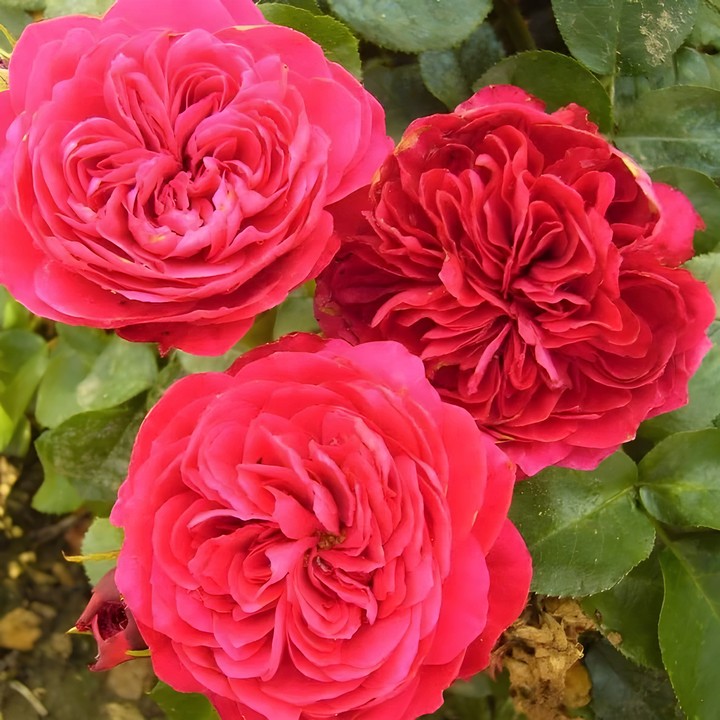 Роза Мейян флорибунда Ред Леонардо да Винчи/ЦКорЛюкс