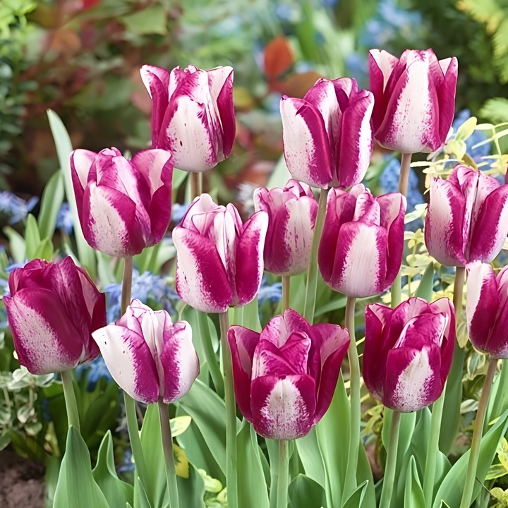 Тюльпан триумф Хотпантс, 11/12, 1 шт.