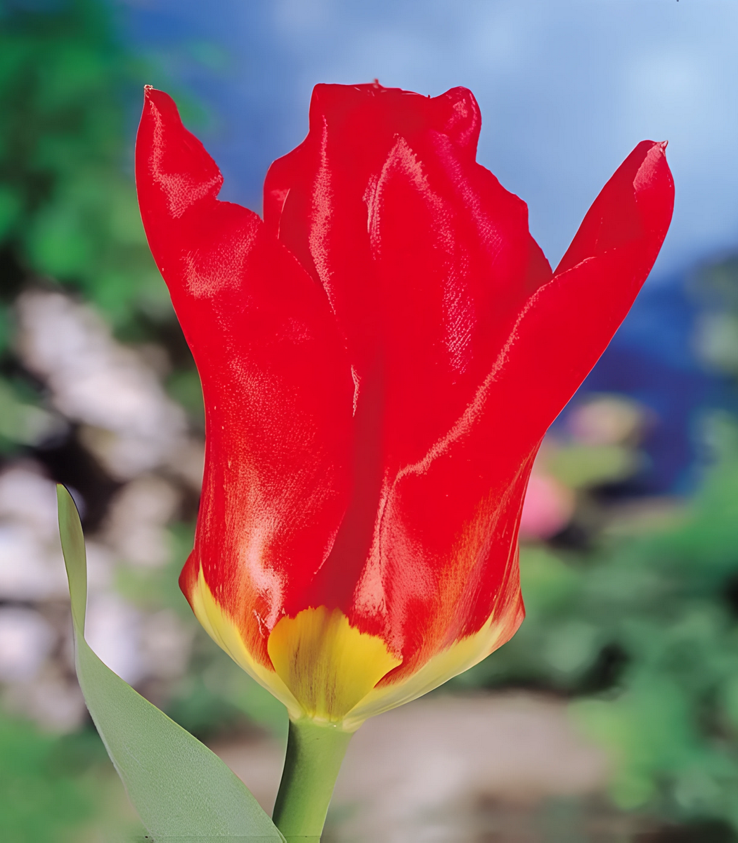 Тюльпан фостера Мадам Лефебр, 11/12, 1 шт.