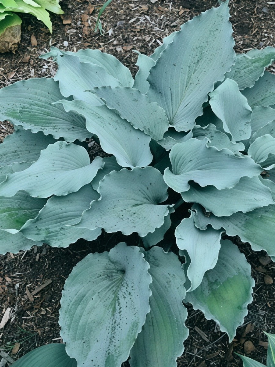 Хоста Скайрайтер, 1 шт.