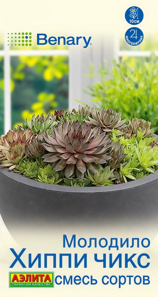 Молодило Хиппи чикс, смесь сортов, 5 шт.