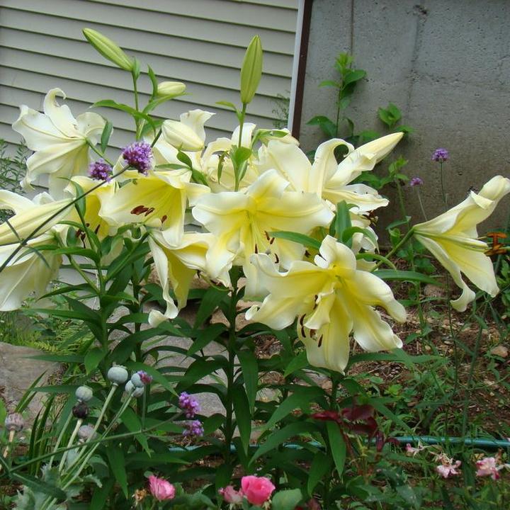 Лилия ОТ-гибрид Биг Бразер, 12/14, 1 шт.