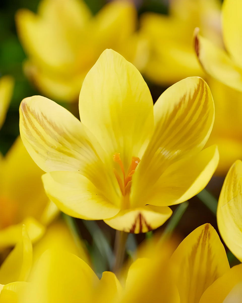 Крокус крупноцветковый Ёрли Голд, 5/7, 1 шт.