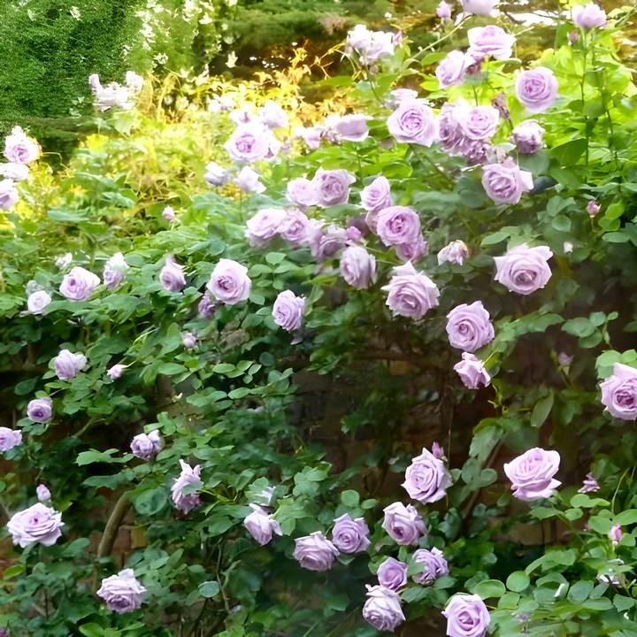 Роза плетистая Клайминг Блю Мун