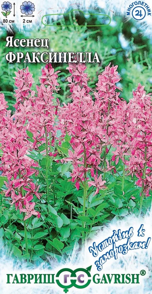 Ясенец Фраксинелла, 3 шт. Устойчив к заморозкам.