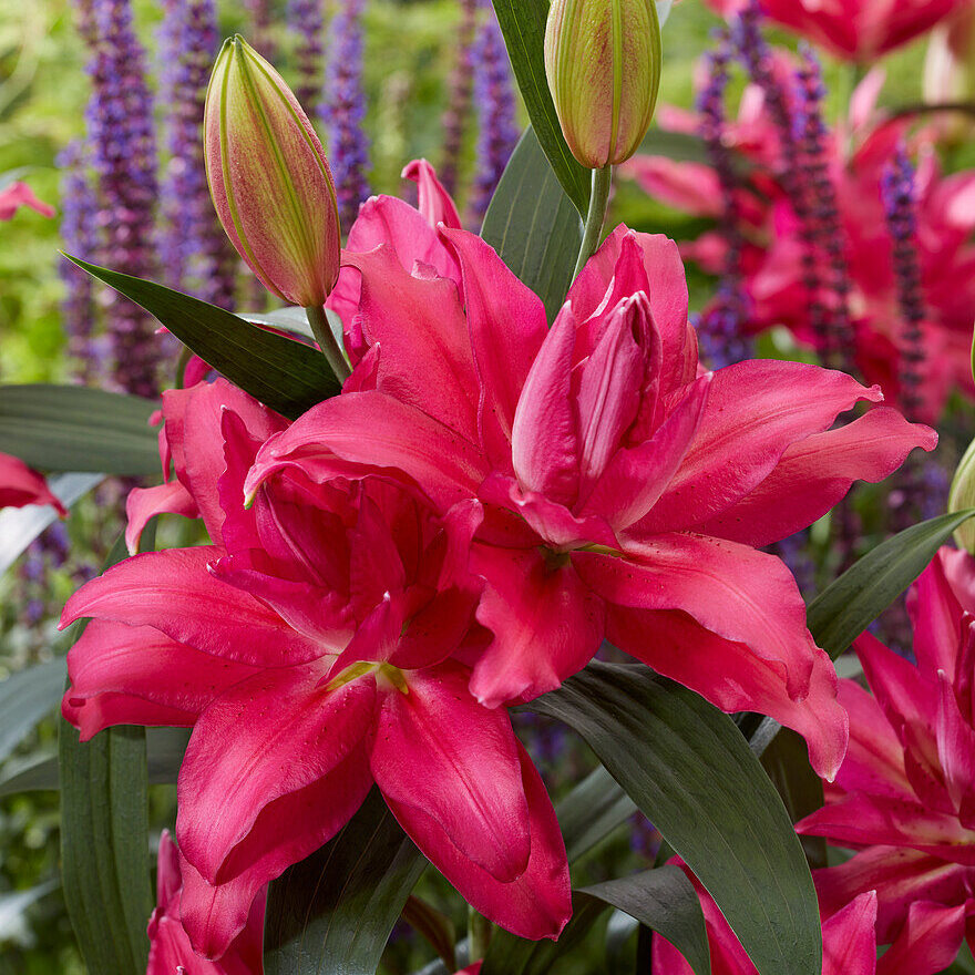 Лилия восточная махровая Roselily Рианна, 12/14, 1 шт.