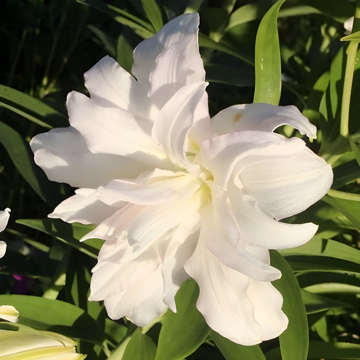 Лилия восточная махровая Roselily Самуэла, 12/14, 1 шт.