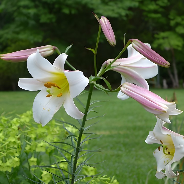 Лилия трубчатая Регале, 18/20, для выгонки, 1 шт.