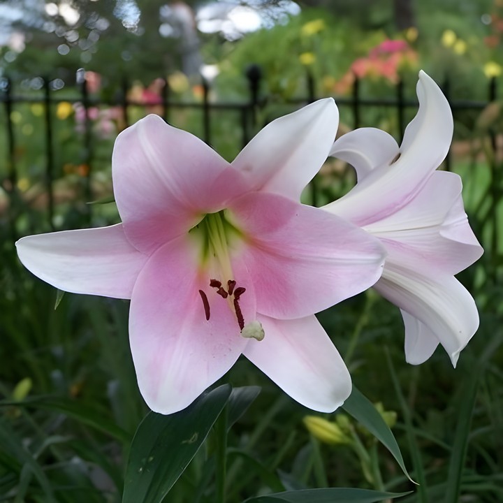 Лилия Элегант Леди, 12/14, лонг., - 1шт