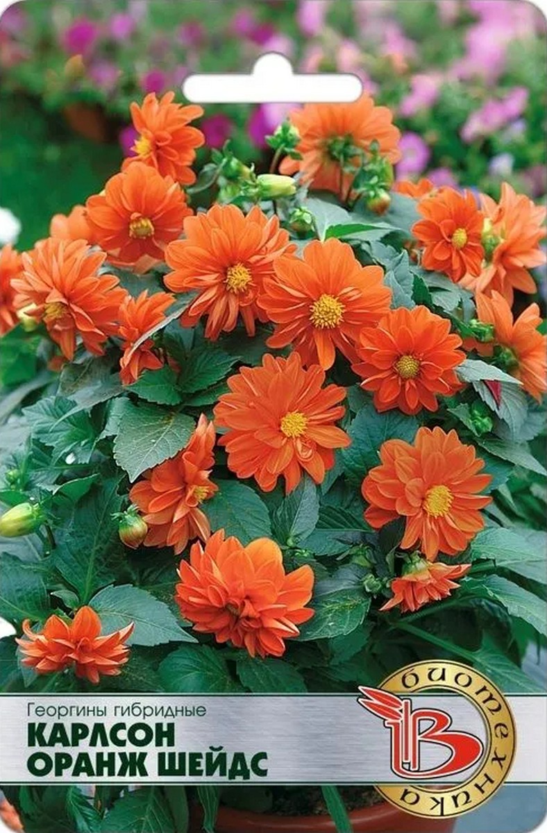 Георгины гибридные Карлсон Оранж Шейдс, 10 шт. Биотехника