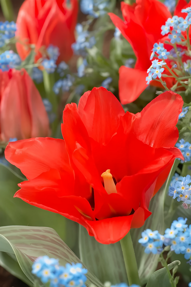 Тюльпан грейга Дабл Ред Ридинг Худ, 11/12, 1 шт.