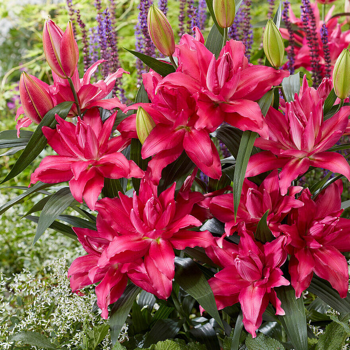 Лилия восточная махровая Roselily Рианна, 12/14, 1 шт.