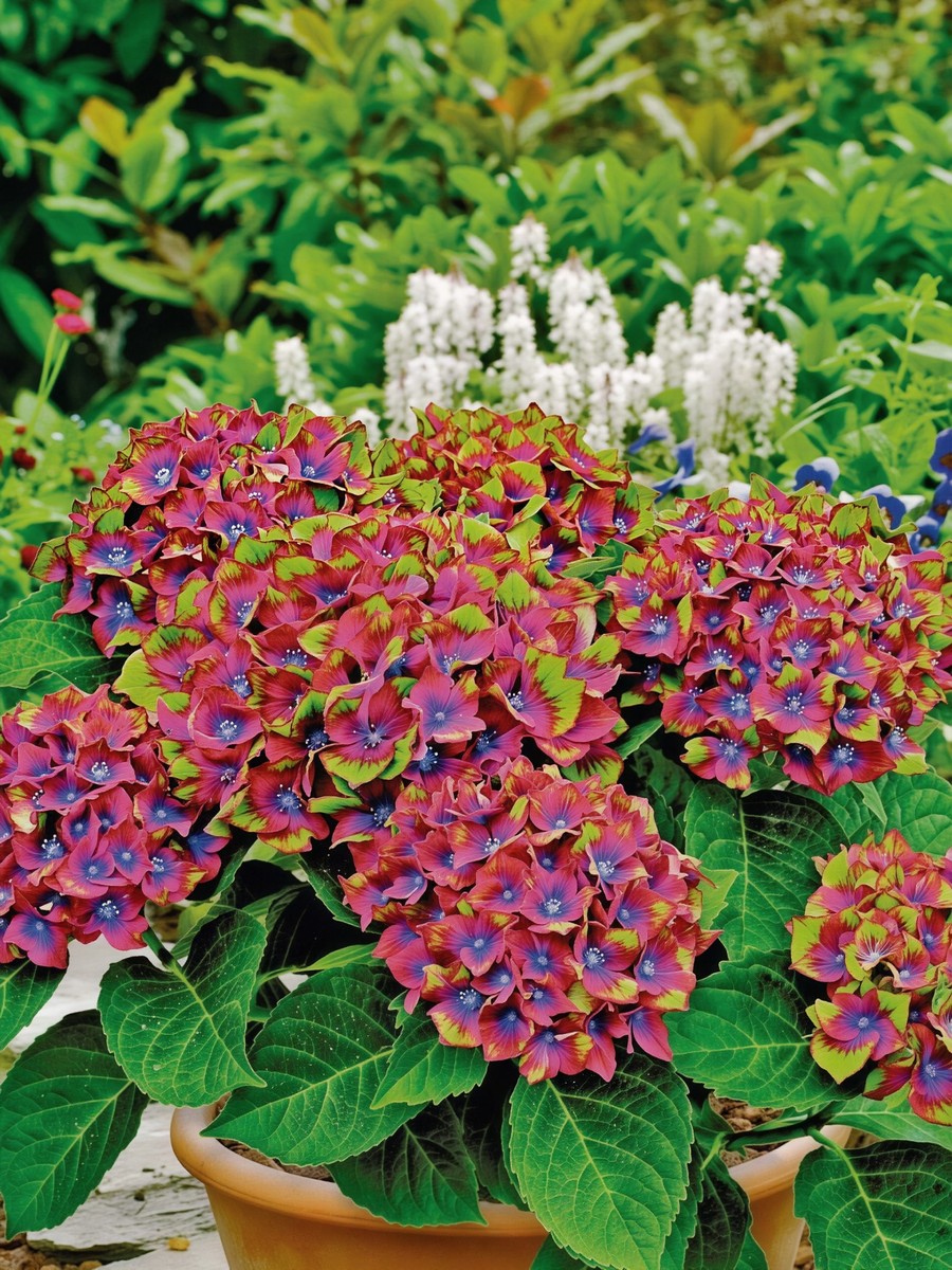 Гортензия крупнолистовая Шлосс Вакербарт/ЦКорЛюкс