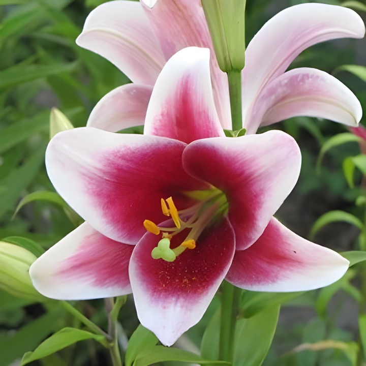 Лилия Цирано, 1 шт.