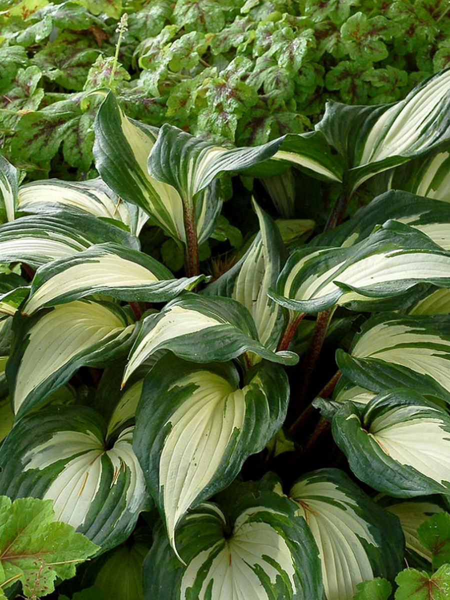 Хоста Рэспберри Сандае, 1 шт. 