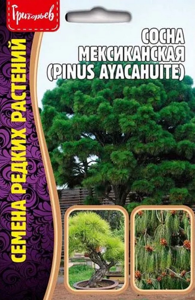 Сосна мексиканская, 10 шт. 