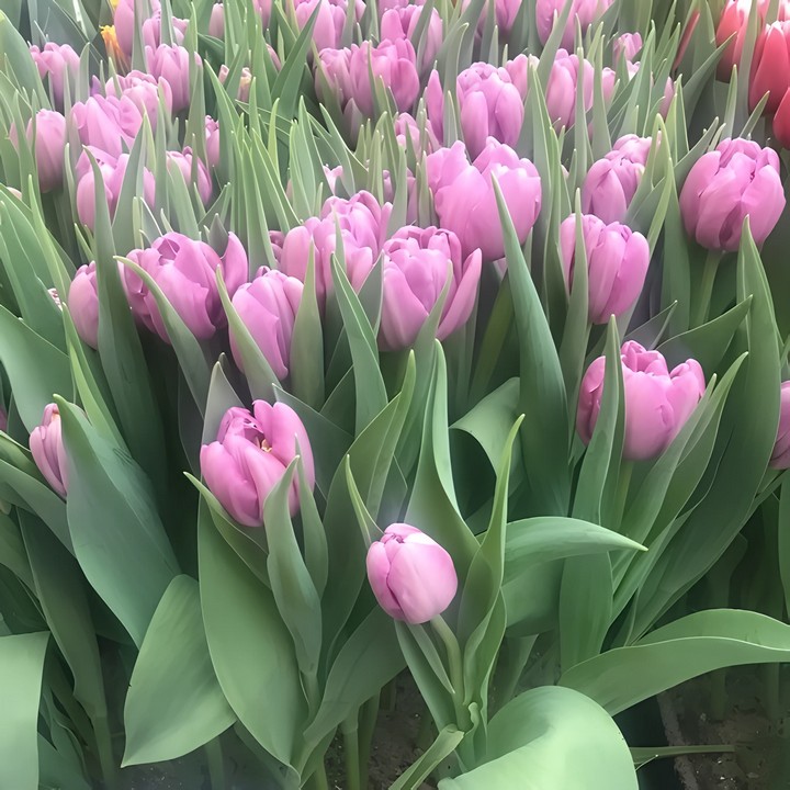 Тюльпан махровый ранний Кикстарт, 12/+, 1 шт.