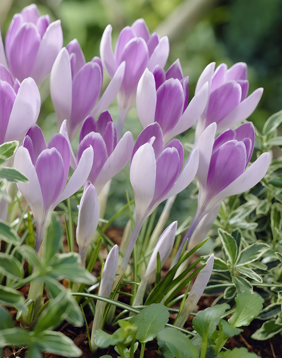 Крокус крупноцветковый Вангард, 8/9, 1 шт.