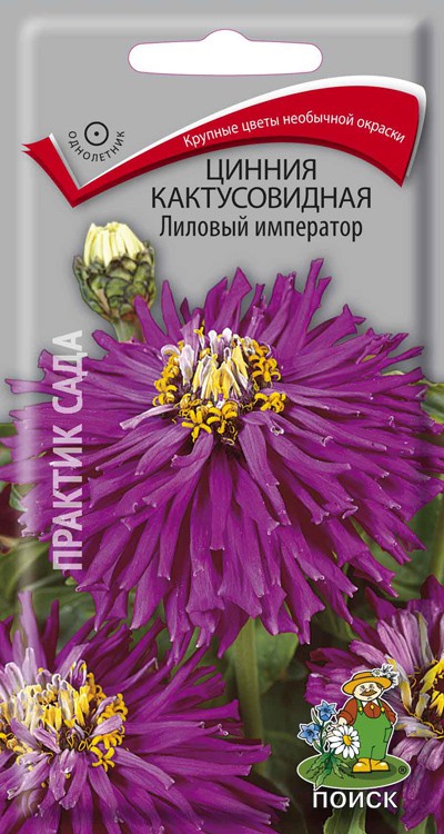 Цинния кактусовидная Лиловый император, 0,4 г