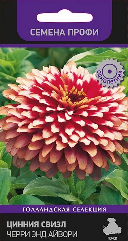 Цинния Свизл Черри энд Айвори, 7 шт. Семена профи.