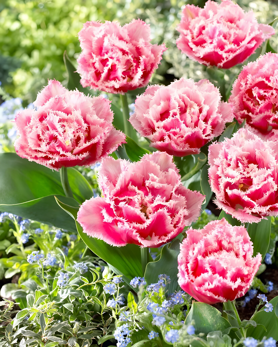 Тюльпан махровый бахромчатый Куинсленд, 11/+, 1 шт.